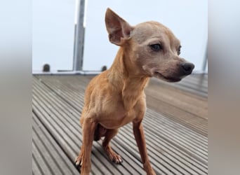 Mogli - gebt bitte Mogli eine Chance!