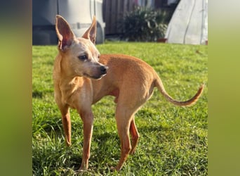 Mogli - gebt bitte Mogli eine Chance!