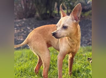 Mogli - gebt bitte Mogli eine Chance!