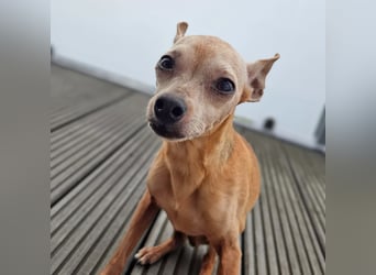 Mogli - gebt bitte Mogli eine Chance!