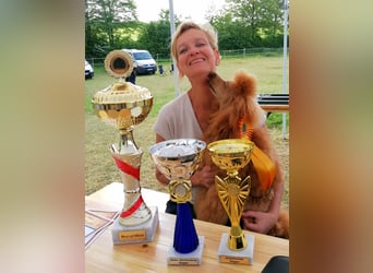 Deckrüde Kleinpudel Zwergpudel rot, vererbt auch loh, Laboklin, Intern. Champ., BEST OF SHOW, etc.