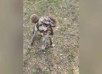 Vacak PP – kleiner Kämpfer mit großem Herzen sucht Liebe!