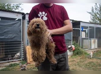 Remy, hübscher Pudelwelpe geb. 04/2025