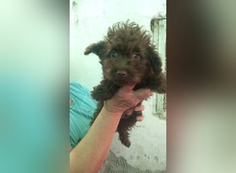 Bojtar, hübscher Pudelwelpe geb. 2025