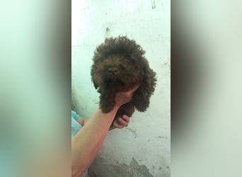 Aldi, verspielter Pudelwelpe geb. 2025