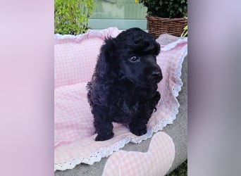 Toy-Pudel-Welpen lackschwarz m. VDH/FCI Papiere