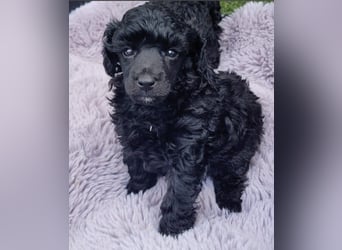 Toy-Pudel-Welpen lackschwarz m. VDH/FCI Papiere