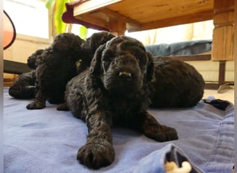 Mudidoodle ( Mudi - M. Pudel) Welpen