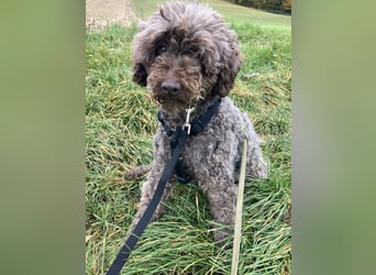 Napsugar, katzenfreundliche Pudeldame geb. 2020