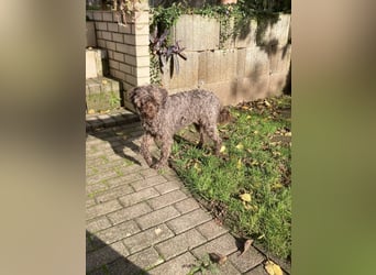 Napsugar, katzenfreundliche Pudeldame geb. 2020