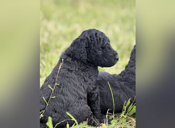 Einzigartige schwarze Grosspudelwelpen.
