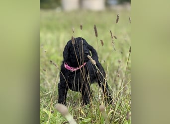 Einzigartige schwarze Grosspudelwelpen.