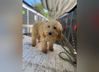 Lütyö PP – kleiner Pudelmann wünscht sich eine Familie