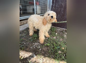 Lütyö PP – kleiner Pudelmann wünscht sich eine Familie