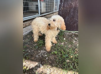 Lütyö PP – kleiner Pudelmann wünscht sich eine Familie