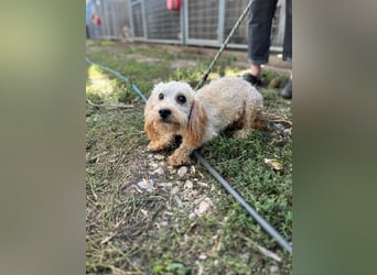 Pipa PP – kleiner Pudelmann wünscht sich eine Familie