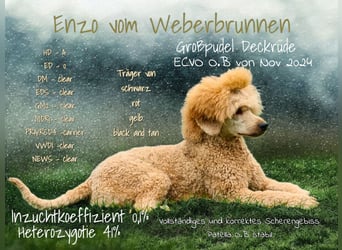 Großpudel Deckrüde