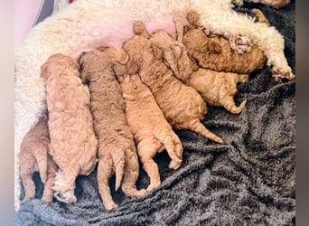 Deckrüde Kleinpudel, Laboklin getestet, rot, vererbt auch tan bzw. loh, Intern. Champion