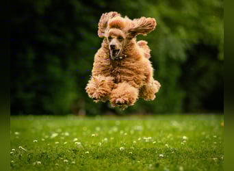 Deckrüde Kleinpudel Zwergpudel, Laboklin getestet, rot, vererbt auch tan bzw. loh, Intern. Champion
