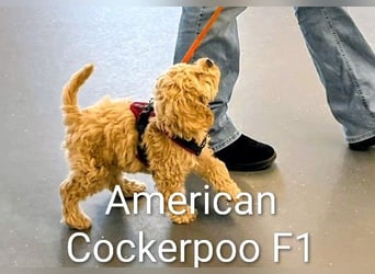 Deckrüde Kleinpudel, Laboklin getestet, rot, vererbt auch tan bzw. loh, Intern. Champion