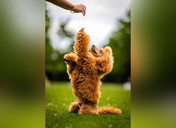 Deckrüde Kleinpudel Zwergpudel, Laboklin getestet, rot, vererbt auch tan bzw. loh, Intern. Champion