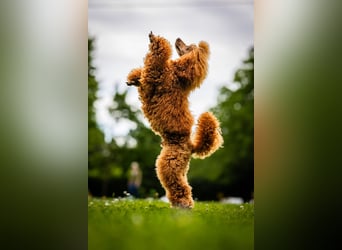 Deckrüde Kleinpudel Zwergpudel, Laboklin getestet, rot, vererbt auch tan bzw. loh, Intern. Champion