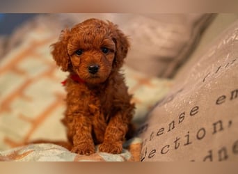 Deckrüde Kleinpudel, Laboklin getestet, rot, vererbt auch tan bzw. loh, Intern. Champion