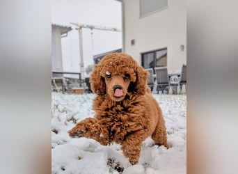 Deckrüde Kleinpudel, Laboklin getestet, rot, vererbt auch tan bzw. loh, Intern. Champion
