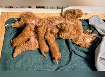 Deckrüde Kleinpudel, Laboklin getestet, rot, vererbt auch tan bzw. loh, Intern. Champion