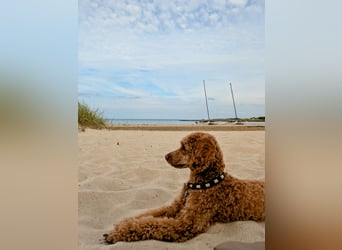 Deckrüde Kleinpudel Zwergpudel, Laboklin getestet, rot, vererbt auch tan bzw. loh, Intern. Champion