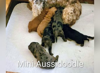 Deckrüde Kleinpudel, Laboklin getestet, rot, vererbt auch tan bzw. loh, Intern. Champion