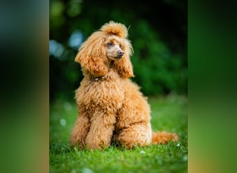 Deckrüde Kleinpudel Zwergpudel, Laboklin getestet, rot, vererbt auch tan bzw. loh, Intern. Champion