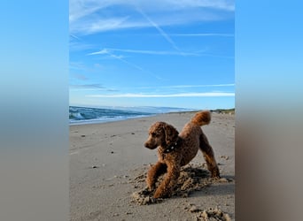 Deckrüde Kleinpudel Zwergpudel, Laboklin getestet, rot, vererbt auch tan bzw. loh, Intern. Champion