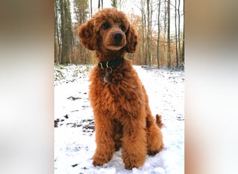 Deckrüde Kleinpudel Zwergpudel, Laboklin getestet, rot, vererbt auch tan bzw. loh, Intern. Champion