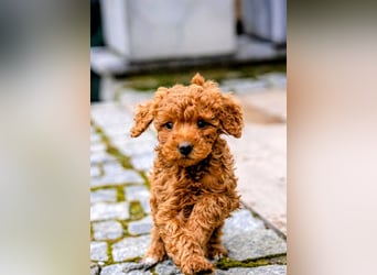 Deckrüde Kleinpudel, Laboklin getestet, rot, vererbt auch tan bzw. loh, Intern. Champion