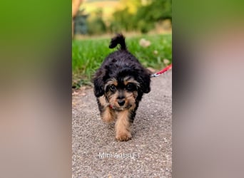 Deckrüde Kleinpudel, Laboklin getestet, rot, vererbt auch tan bzw. loh, Intern. Champion