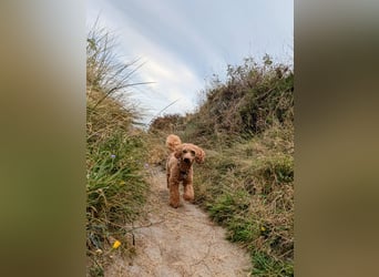 Deckrüde Kleinpudel Zwergpudel, Laboklin getestet, rot, vererbt auch tan bzw. loh, Intern. Champion