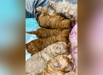 Deckrüde Kleinpudel, Laboklin getestet, rot, vererbt auch tan bzw. loh, Intern. Champion