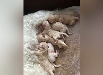 Apricot Fawn Zwergpudel Deckrüde Erfahren Ahnentafel Gentest Patella Katarakte frei, Zuchttauglich