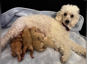 Apricot Fawn Zwergpudel Deckrüde Erfahren Ahnentafel Gentest Patella Katarakte frei, Zuchttauglich