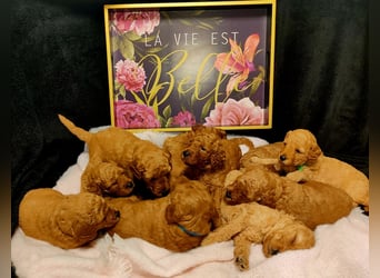 Apricot Fawn Zwergpudel Deckrüde Erfahren Ahnentafel Gentest Patella Katarakte frei, Zuchttauglich