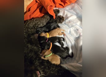 Apricot Fawn Zwergpudel Deckrüde Erfahren Ahnentafel Gentest Patella Katarakte frei, Zuchttauglich