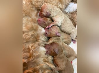 Apricot Fawn Zwergpudel Deckrüde Erfahren Ahnentafel Gentest Patella Katarakte frei, Zuchttauglich