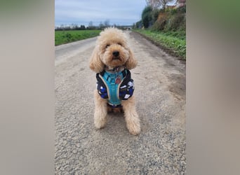 Apricot Fawn Zwergpudel Deckrüde Erfahren Ahnentafel Gentest Patella Katarakte frei, Zuchttauglich