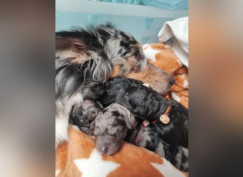 Apricot Fawn Zwergpudel Deckrüde Erfahren Ahnentafel Gentest Patella Katarakte frei, Zuchttauglich