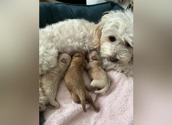 Apricot Fawn Zwergpudel Deckrüde Erfahren Ahnentafel Gentest Patella Katarakte frei, Zuchttauglich