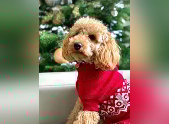 Reinrassige Apricot Zwergpudel Deckrüde Ahnentafel Gentest Patella Katarakte frei Zuchttauglich