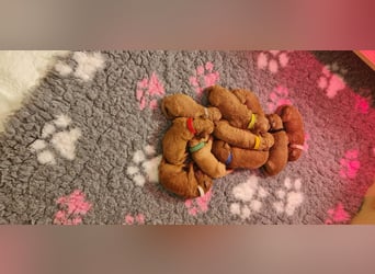 Apricot Fawn Zwergpudel Deckrüde Erfahren Ahnentafel Gentest Patella Katarakte frei, Zuchttauglich