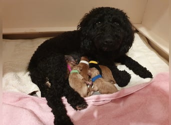 Reinrassige Apricot Zwergpudel Deckrüde Ahnentafel Gentest Patella Katarakte frei Zuchttauglich