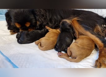 Apricot Fawn Zwergpudel Deckrüde Erfahren Ahnentafel Gentest Patella Katarakte frei, Zuchttauglich